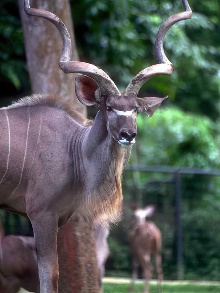Kudu Horns Zoo A4 Photo Print