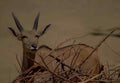 Kudu Namibia Landscape A4 Photo Print