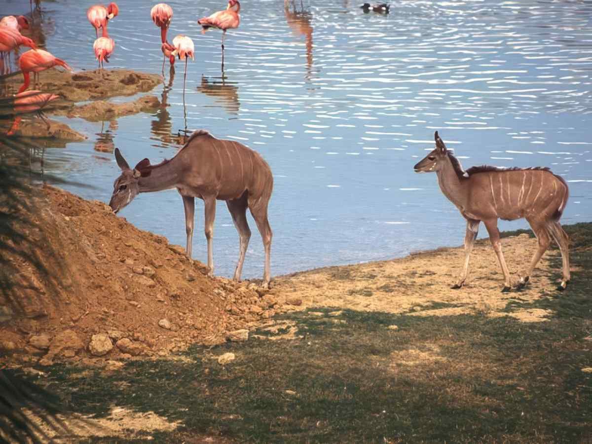 Kudu Pond Flamingos A4 Photo Print