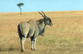 Kudu Savanna Antelope A4 Photo Print