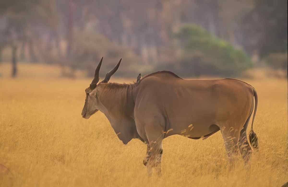 Kudu Savanna Golden A4 Photo Print