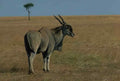 Kudu Savanna Landscape A4 Photo Print