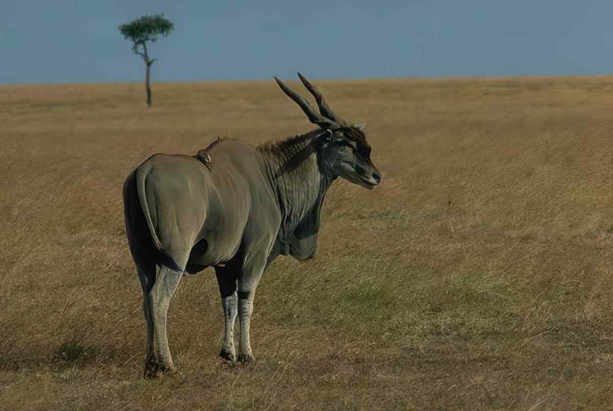 Kudu Savanna Landscape A4 Photo Print