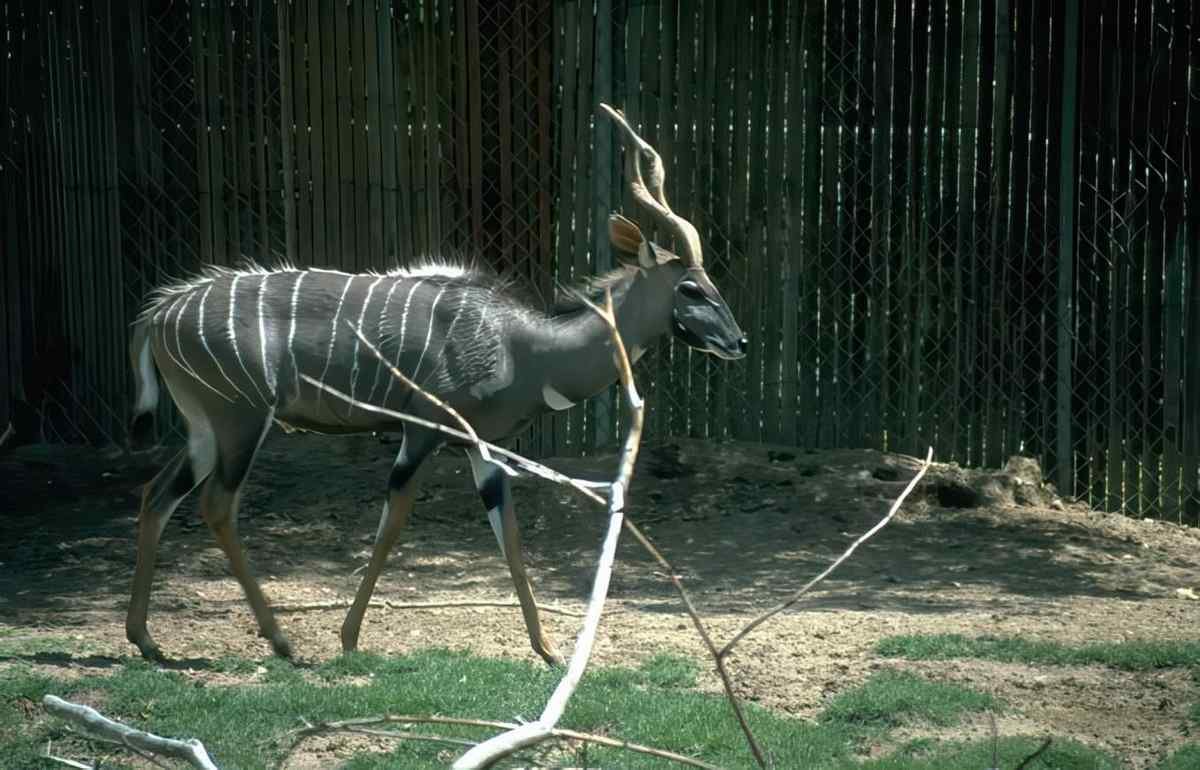 Kudu Zebra Horns A4 Photo Print