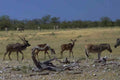 Kudu Zebras Savanna A4 Photo Print
