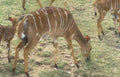 Kudus Deer Herd A4 Photo Print