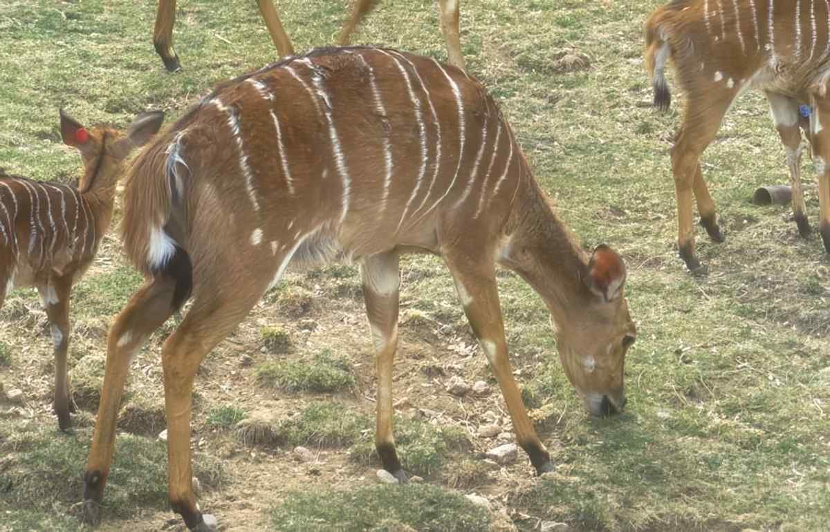 Kudus Deer Herd A4 Photo Print