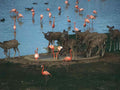 Kudus Flamingos Nakuru A4 Photo Print