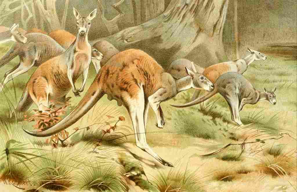 Kuhnert FW 1895 Red Kangaroos A4 Photo Print