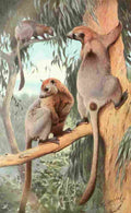 Kuhnert FW 1911 Bennetts Tree Kangaroo A4 Photo Print