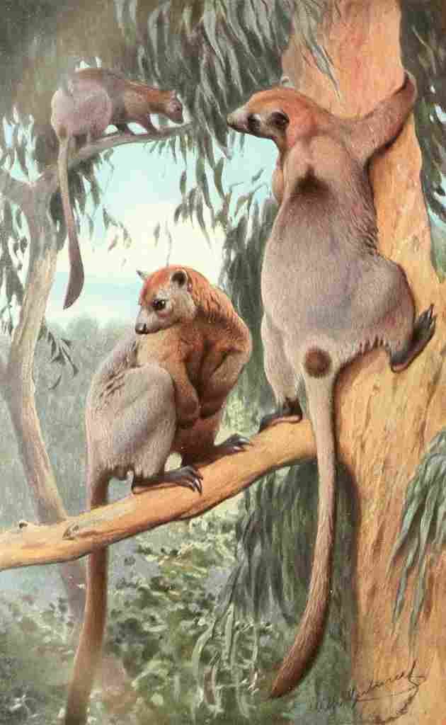 Kuhnert FW 1911 Bennetts Tree Kangaroo A4 Photo Print