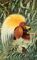Kuhnert FW 1911 Bird of Paradise A4 Photo Print