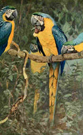 Kuhnert FW 1911 Bl & Ylw Macaw A4 Photo Print