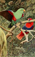 Kuhnert FW 1911 Eclectus Parrot A4 Photo Print