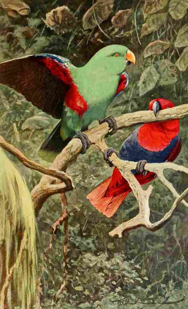 Kuhnert FW 1911 Eclectus Parrot A4 Photo Print