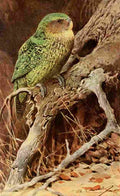 Kuhnert FW 1911 Kakapo A4 Photo Print