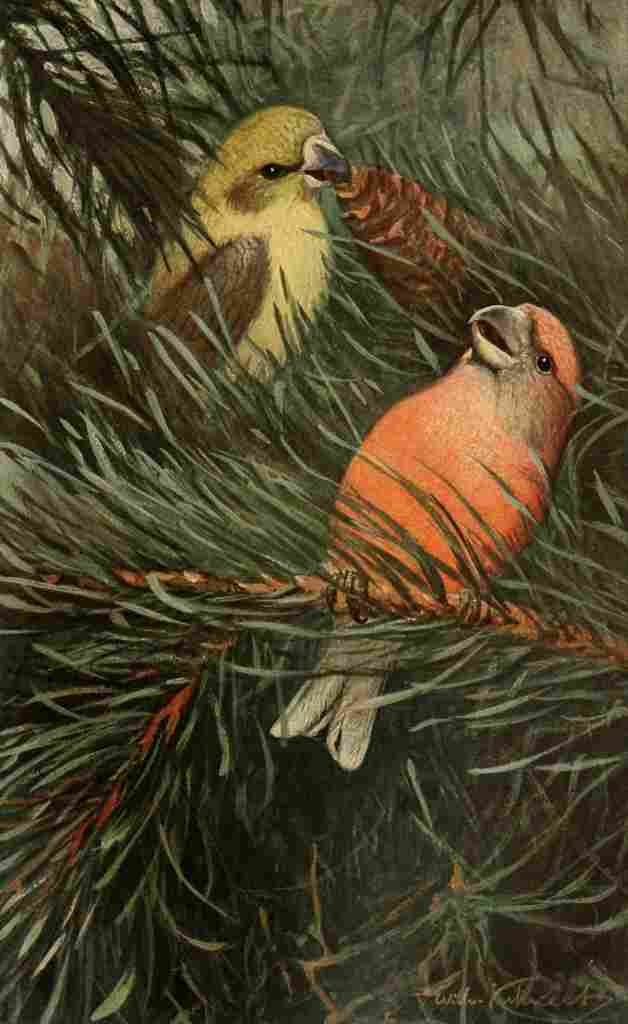 Kuhnert FW 1911 Parrot Crossbill A4 Photo Print