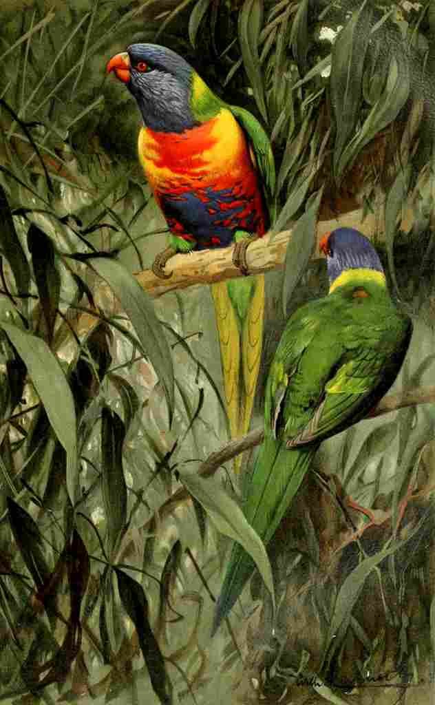 Kuhnert FW 1911 Rainbow Lorikeet A4 Photo Print