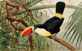 Kuhnert FW 1911 Toucan A4 Photo Print