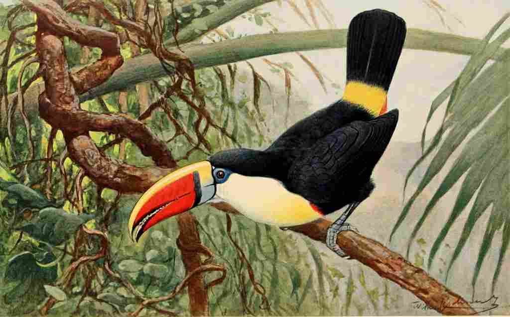 Kuhnert FW 1911 Toucan A4 Photo Print