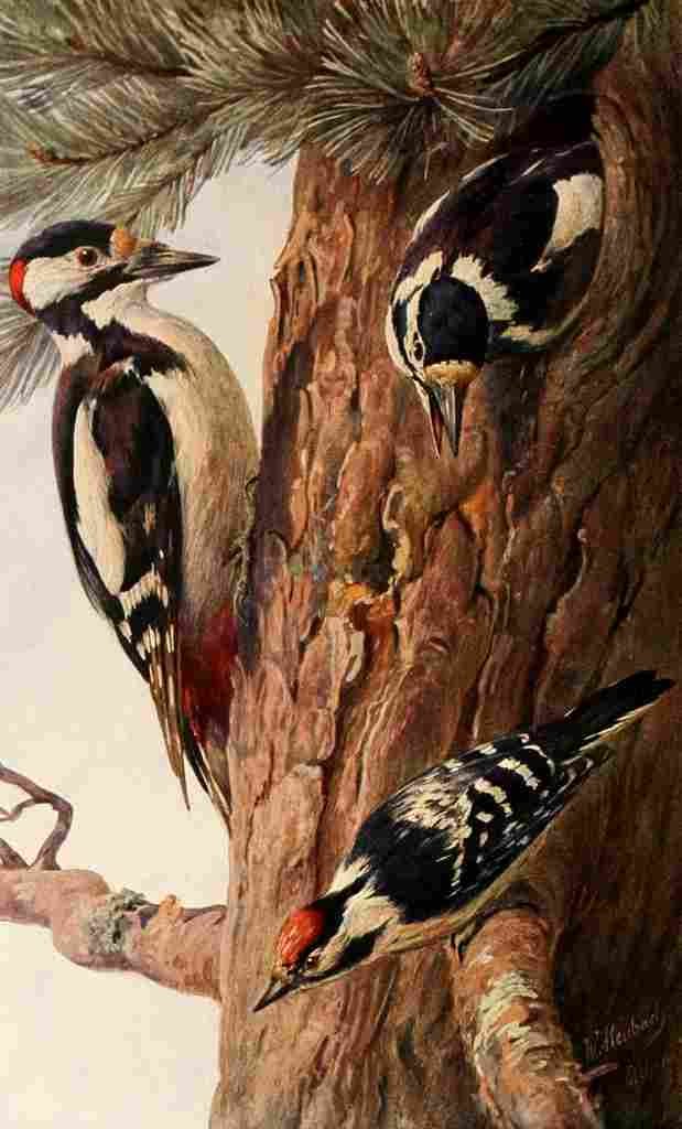 Kuhnert FW 1911 Woodpeckers A4 Photo Print