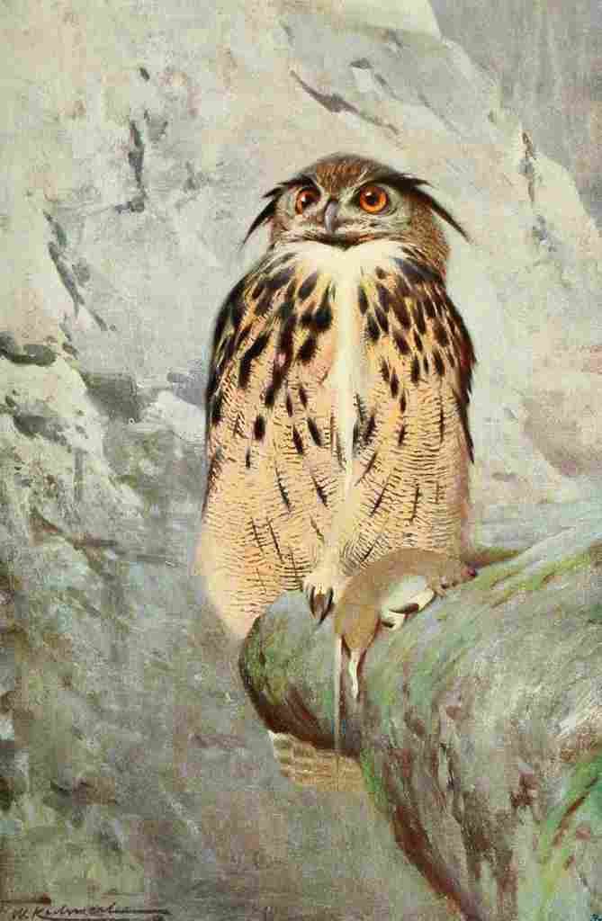 Kuhnert FW 1916 Horned Owl A4 Photo Print