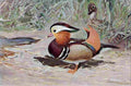 Kuhnert FW 1916 Mandarin Duck A4 Photo Print