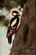 Kuhnert FW 1916 Spotted Woodpecker A4 Photo Print