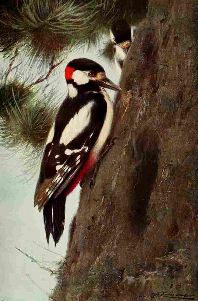 Kuhnert FW 1916 Spotted Woodpecker A4 Photo Print
