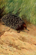 Kuhnert FW 1916 v1 Spiny ant eater A4 Photo Print