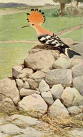 Kuhnert Friedrich Wilhelm 1895 Hoopoe A4 Photo Print