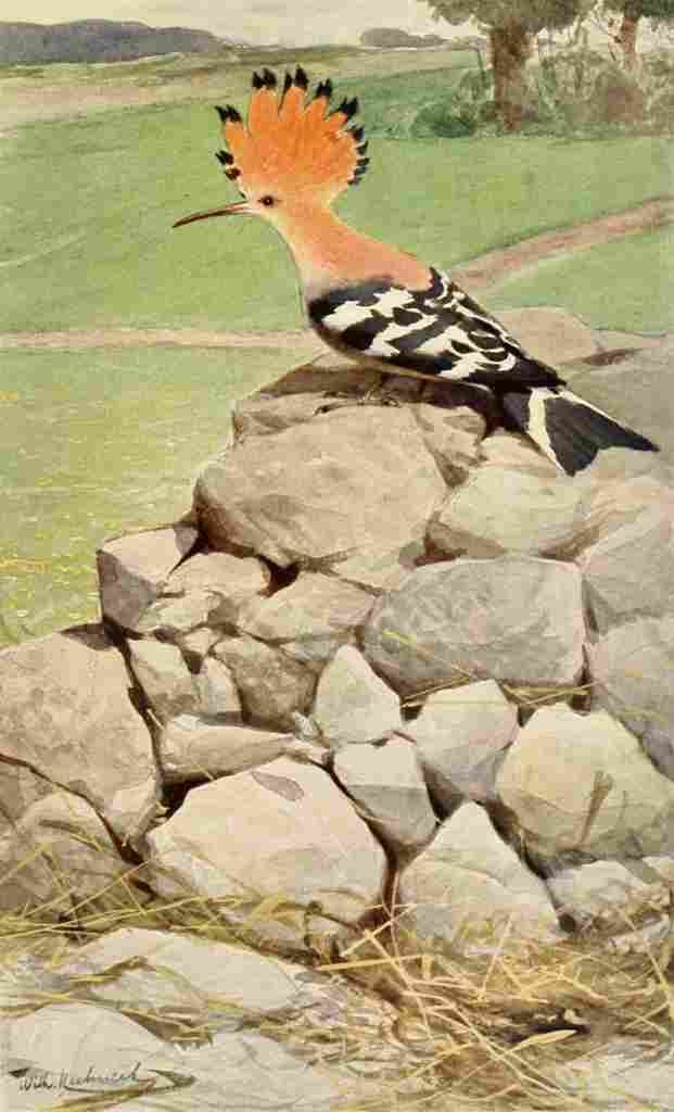 Kuhnert Friedrich Wilhelm 1895 Hoopoe A4 Photo Print