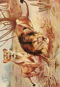Kuhnert Friedrich Wilhelm 1895 Lions A4 Photo Print
