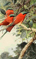 Kuhnert Friedrich Wilhelm 1895 Northern Carmine Bee eater A4 Photo Print