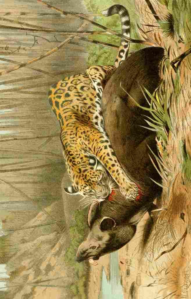 Kuhnert Friedrich Wilhelm 1909 Leopard killing Tapir A4 Photo Print