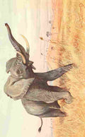 Kuhnert Friedrich Wilhelm 1911 African Elephant A4 Photo Print