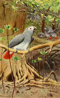 Kuhnert Friedrich Wilhelm 1911 African Grey Parrot A4 Photo Print