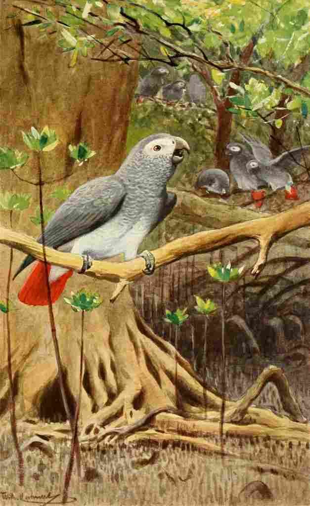 Kuhnert Friedrich Wilhelm 1911 African Grey Parrot A4 Photo Print