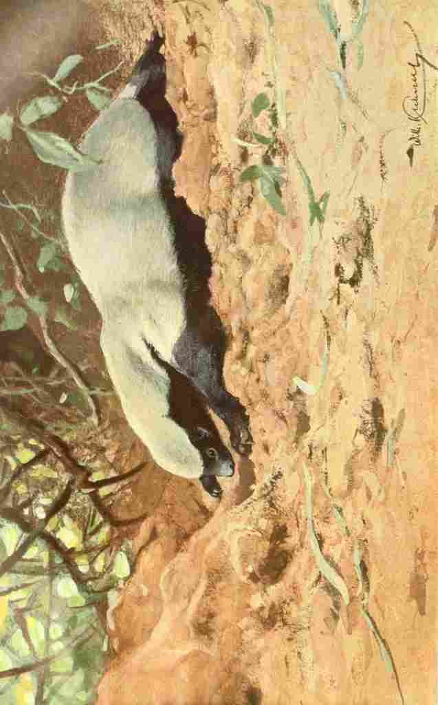 Kuhnert Friedrich Wilhelm 1911 African Honey Badger A4 Photo Print