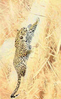 Kuhnert Friedrich Wilhelm 1911 African Leopard A4 Photo Print