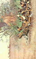 Kuhnert Friedrich Wilhelm 1911 African Wild Dog A4 Photo Print
