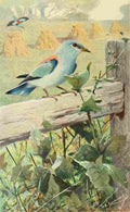 Kuhnert Friedrich Wilhelm 1911 European Roller A4 Photo Print