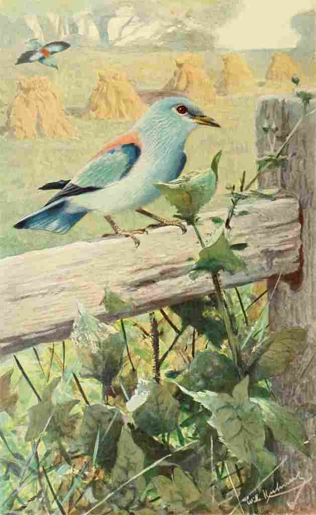 Kuhnert Friedrich Wilhelm 1911 European Roller A4 Photo Print