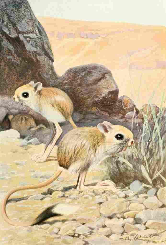 Kuhnert Friedrich Wilhelm 1911 Jerboa A4 Photo Print