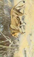 Kuhnert Friedrich Wilhelm 1911 Masai Lion A4 Photo Print