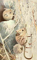 Kuhnert Friedrich Wilhelm 1911 North African Elephant Shrew A4 Photo Print