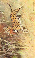 Kuhnert Friedrich Wilhelm 1911 Serval A4 Photo Print