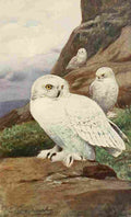 Kuhnert Friedrich Wilhelm 1911 Snowy Owl A4 Photo Print