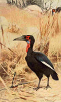 Kuhnert Friedrich Wilhelm 1911 Southern Ground Hornbill A4 Photo Print