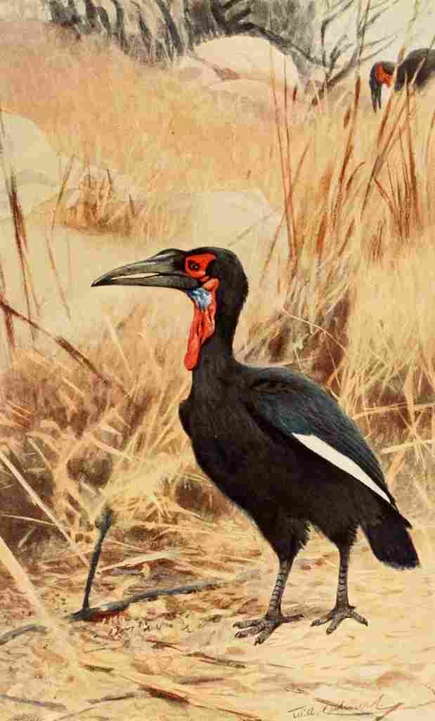 Kuhnert Friedrich Wilhelm 1911 Southern Ground Hornbill A4 Photo Print